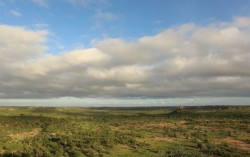 mopane4 mopane4
