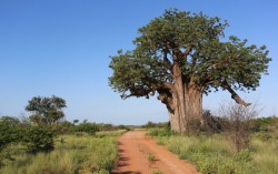 mopane5 mopane5